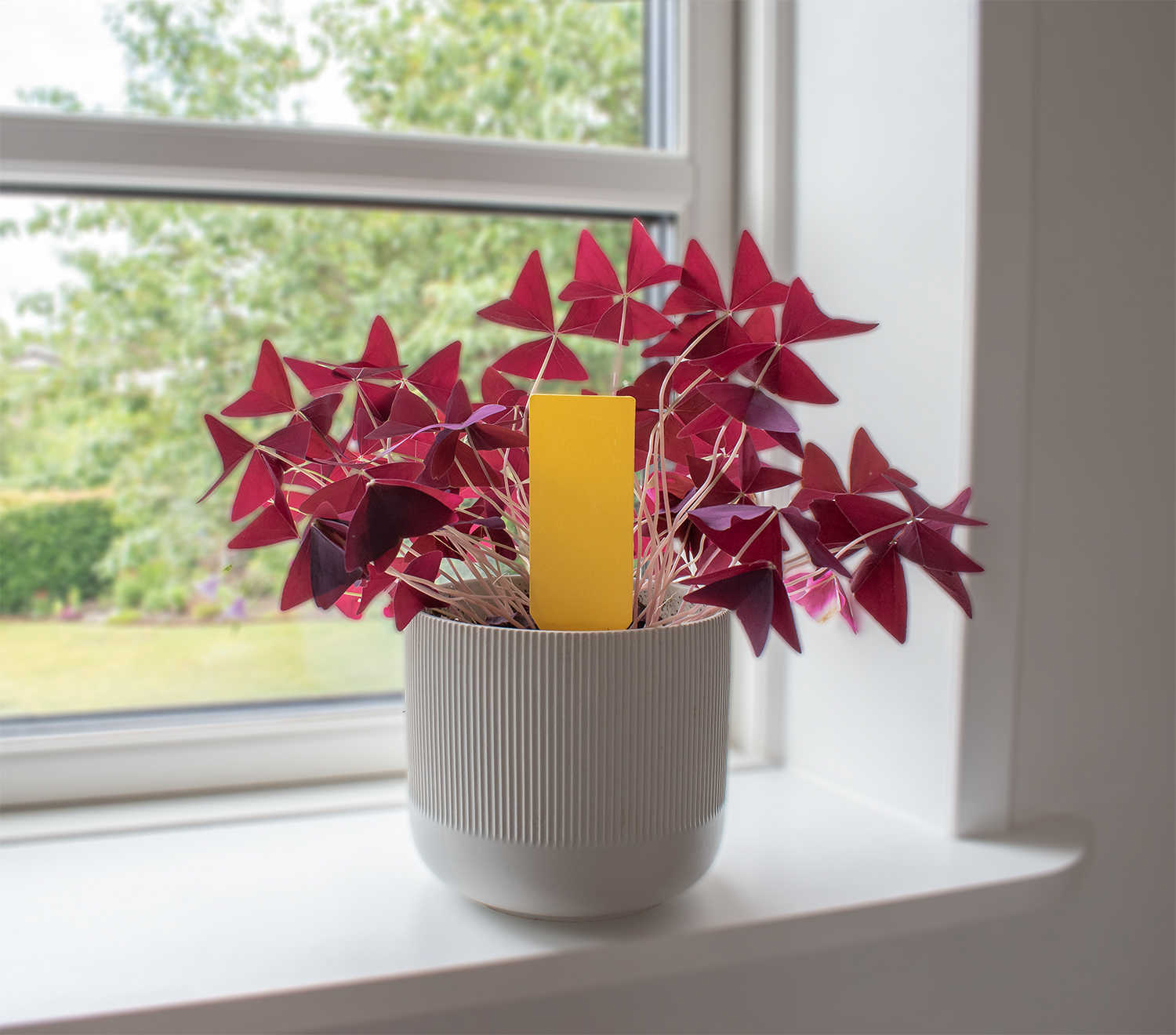 SafeTrap plantelimfælde Mod skadelige insekter