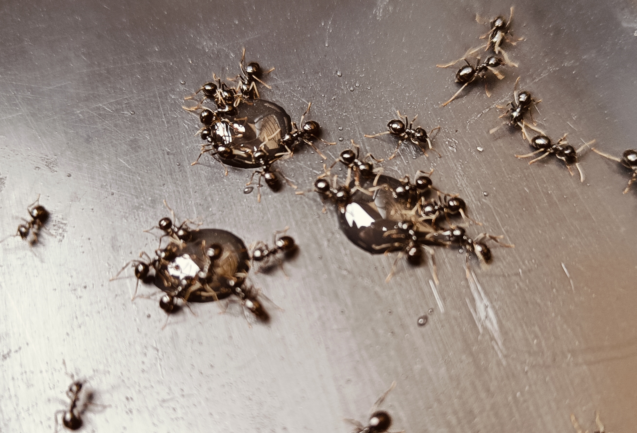 Imidasect Ants myregel, 30 g. tube, 1 stk. (FI)